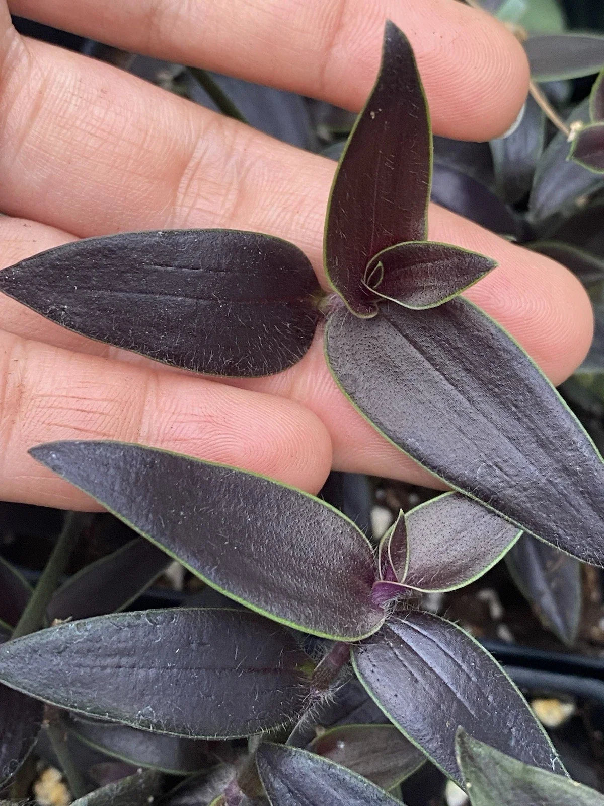 Dark Desire Wandering Dude Cuttings - Rare 2 Rooted Cuttings - Tradescantia Jose Puig - Unique Indoor Houseplant
