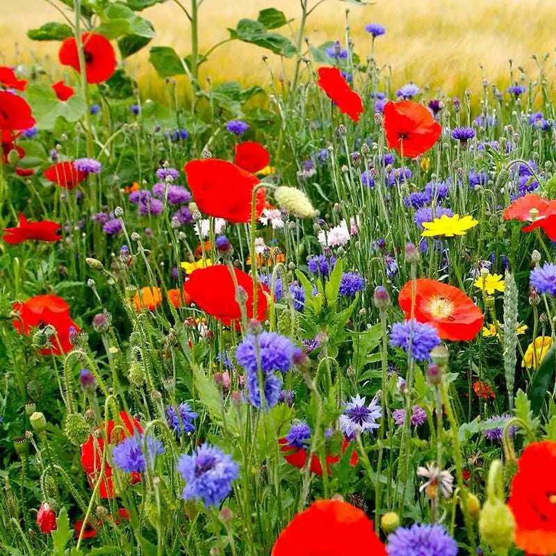 Wildflower Mix Seeds - 1000 Count - Fall Planting for Spring Blooms - Non-GMO, Native Varieties - Various Species