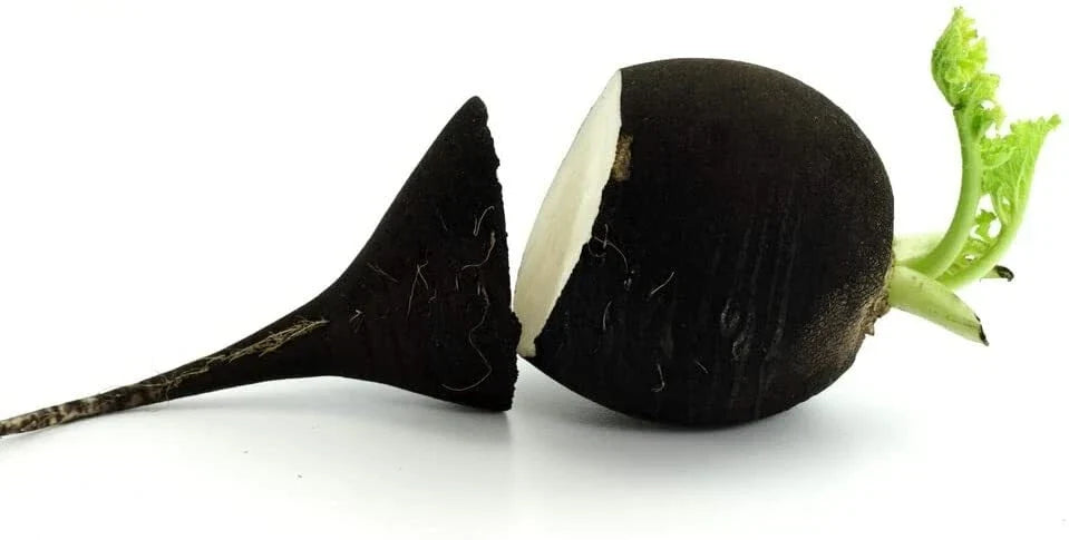 Black Radish Seeds 250 Count - Raphanus sativus niger - Rare Garden Vegetable for Planting, Unique Flavor and Color