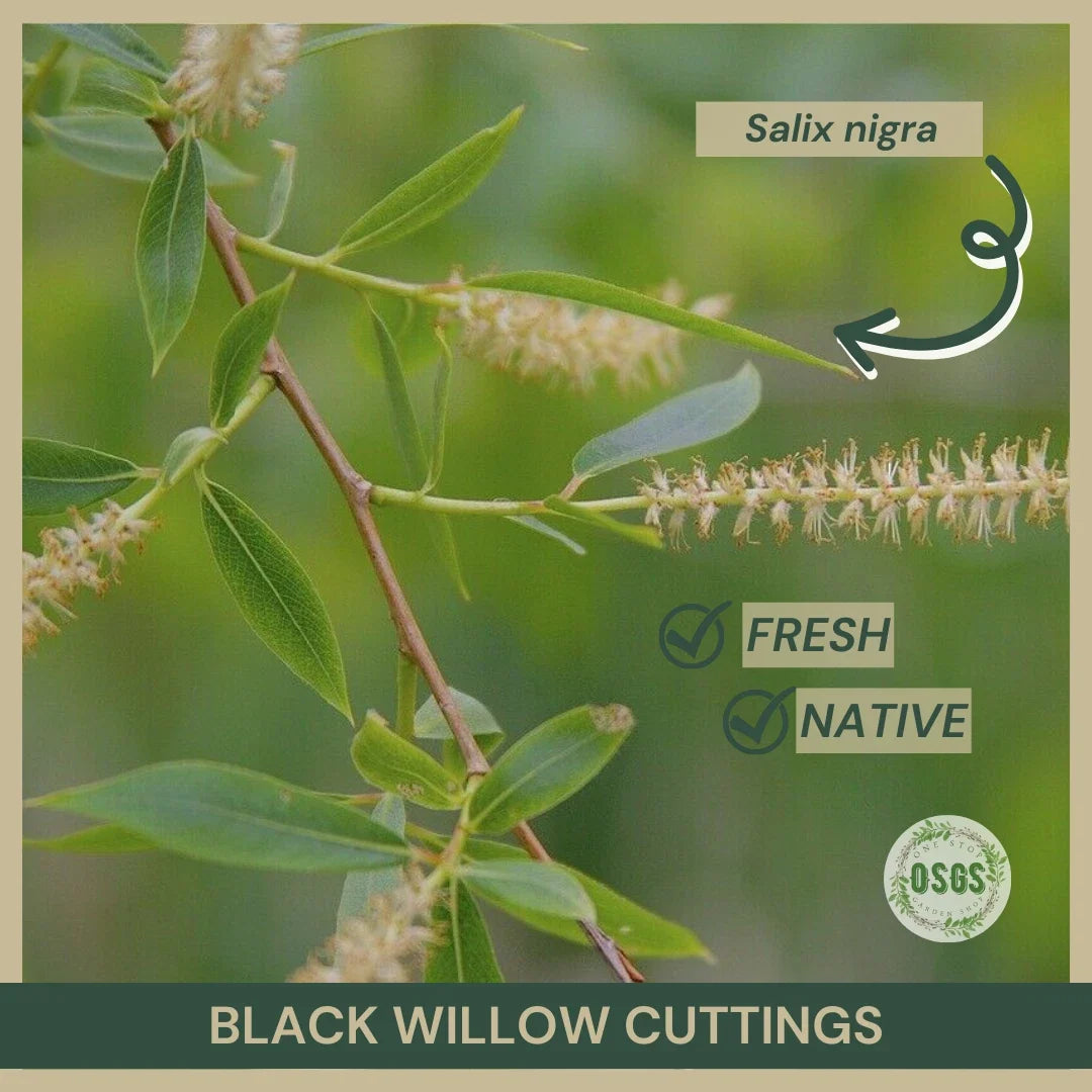 Black Willow Cuttings 18" Fresh Salix nigra - Native Plant for Landscaping & Erosion Control, Perfect for Propagation