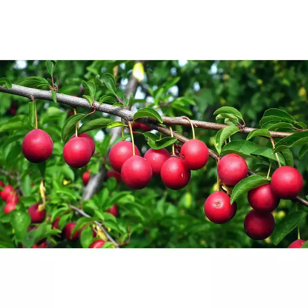 Dwarf Beauty Plum Tree Bare Root - Prunus salicina - Sweet Fruit Variety for Home Gardens - Compact, Self-Pollinating Tree