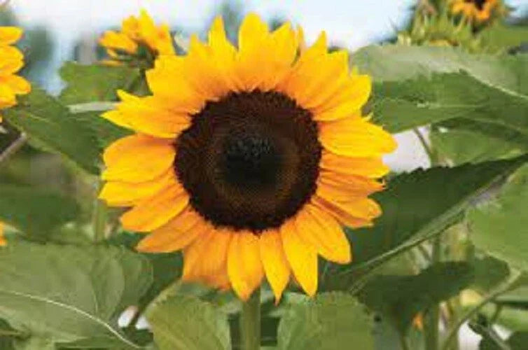 ProCut Orange Sunflower Seeds - 25 Pack - Helianthus annuus - Bright Orange Blooms for Gardens and Flower Arrangements