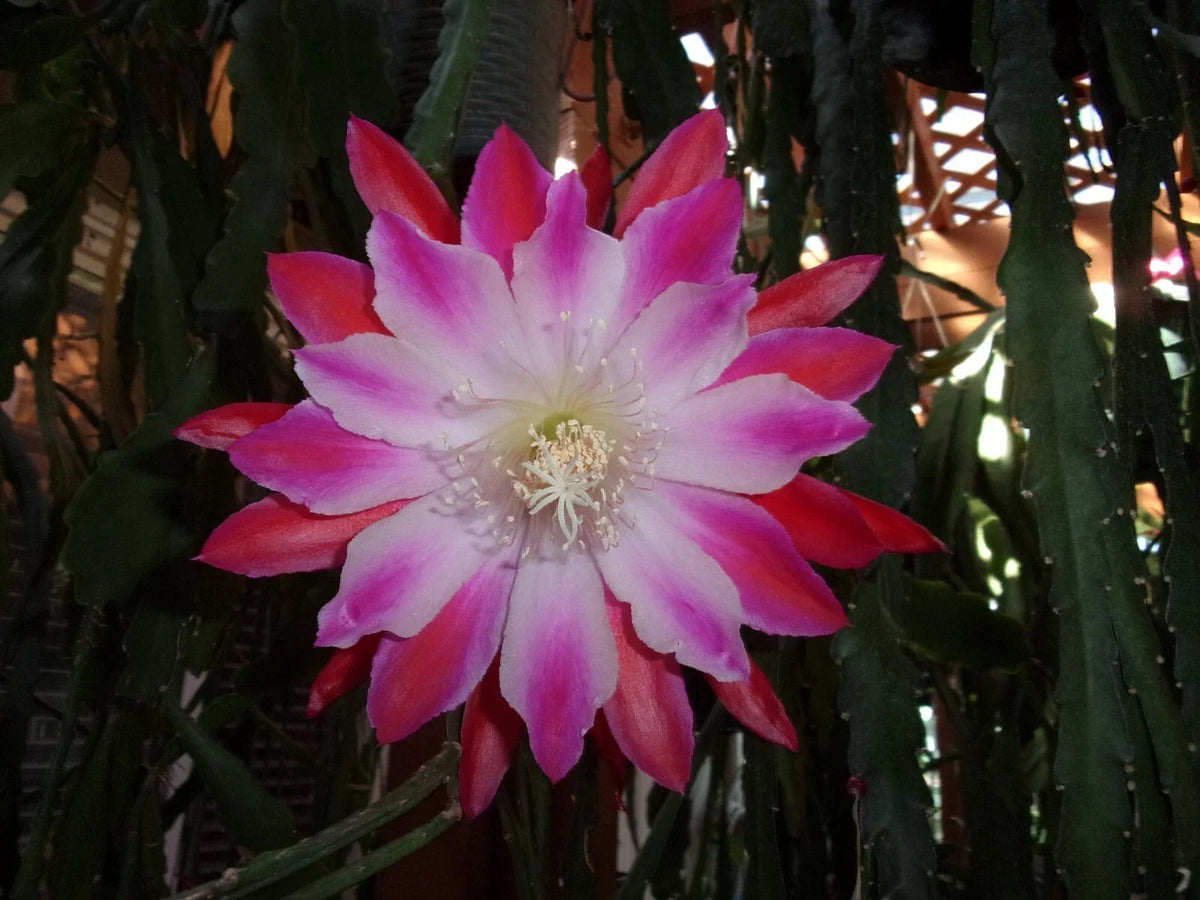 Epiphyllum Orchid Cactus Cutting - Tomatsu Kida Variety - Tropical Succulent Plant - Epiphyllum spp. - Pink and White Flowers