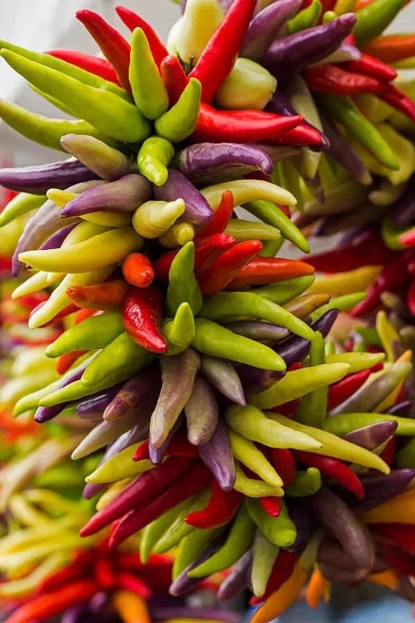 Cayenne Pepper Seeds - 100+ Count - Fiesta Blend - Organic Heirloom - Non-GMO - Capsicum annuum