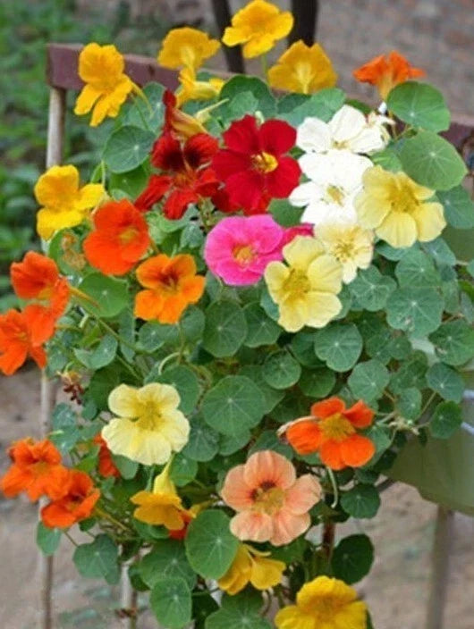 Tall Nasturtium Seeds Mix - 20+ Edible Flowers - Colorful Culinary Garden Variety (Tropaeolum majus) - Easy to Grow