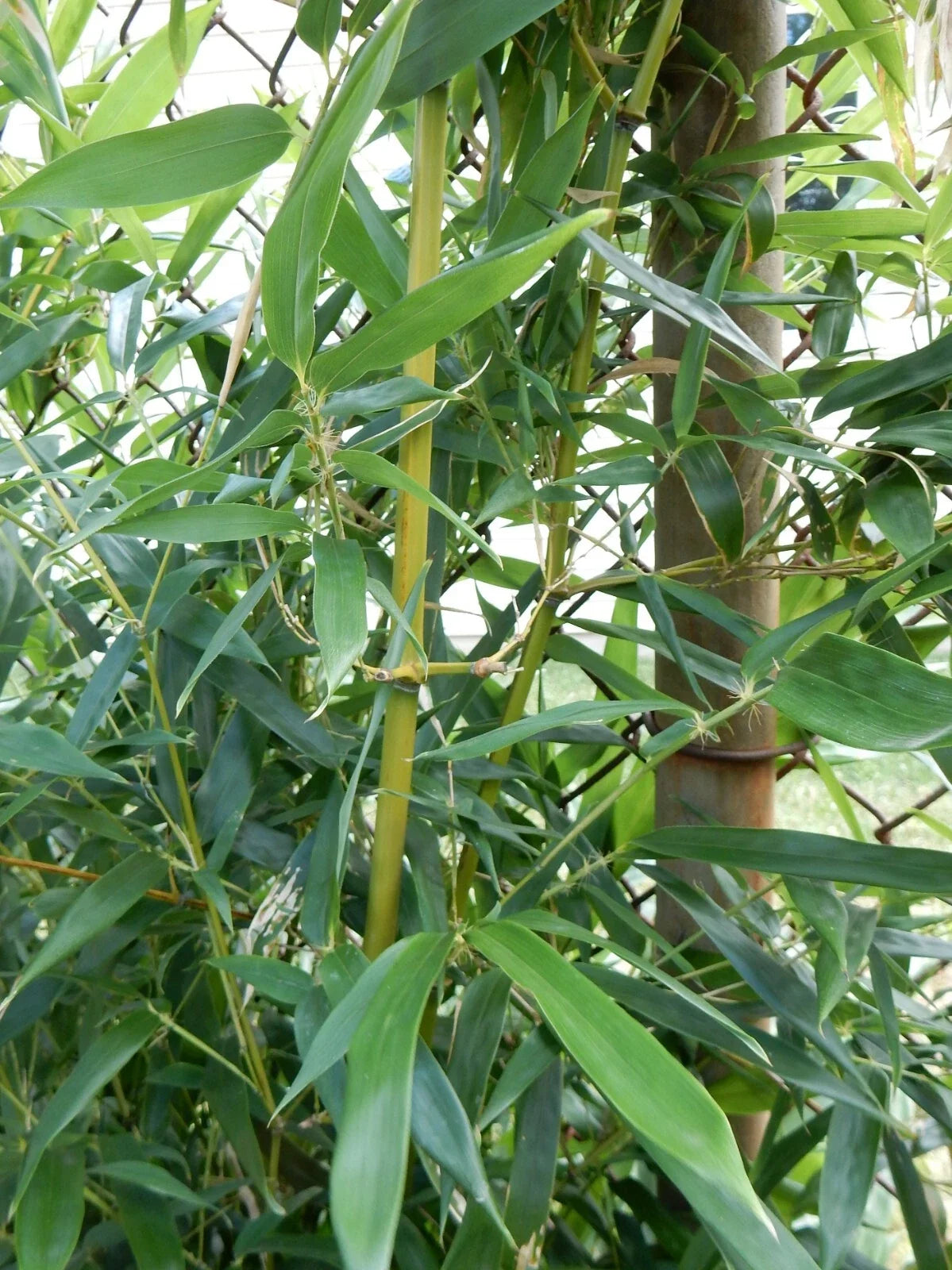 Fargesia Robusta "Wolong" Bamboo Plant - 12" Hardy Clumping Bamboo for Privacy - Live Plant for Landscaping