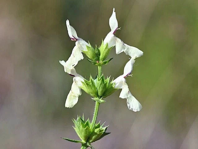 Stiff Hedgenettle Seeds | 20 Count | Stachys recta | Perennial Herb for Pollinator Gardens