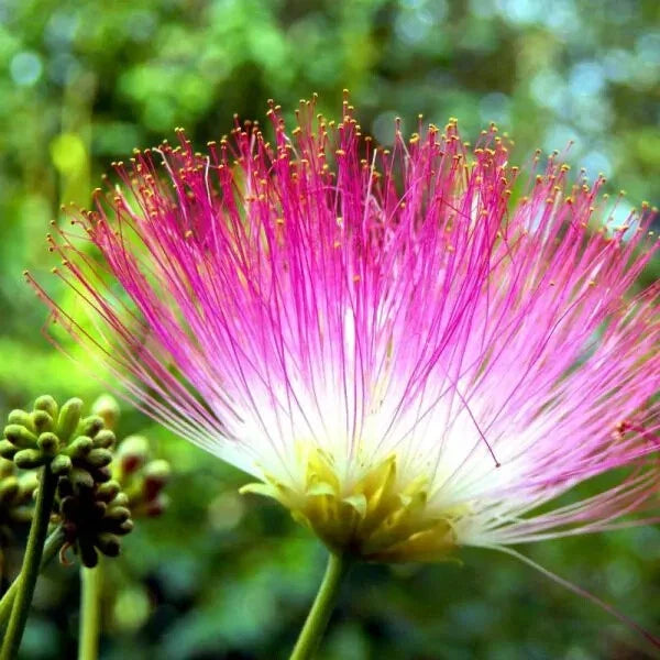 Pink Mimosa Tree Cuttings Lot of 30, Unrooted 7-8", Albizia julibrissin, Nectar-Rich for Honey Bees