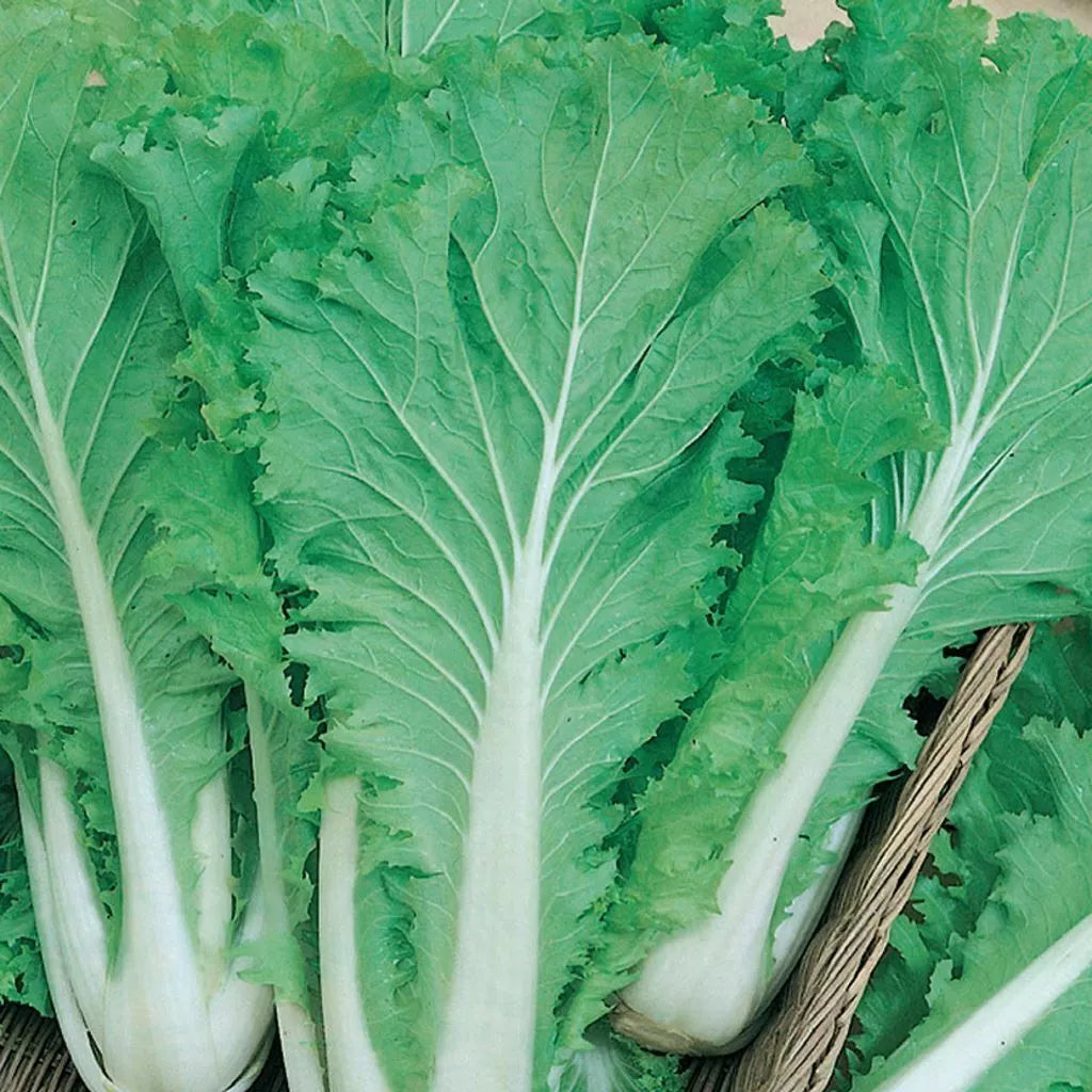 Chinese Michihili Cabbage Seeds - 300+ Non-GMO Vegetable Seeds - Brassica rapa subsp. pekinensis - Ideal for Home Gardens