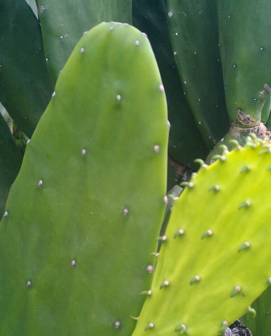 Miniature Prickly Pear Cactus - 4-inch Rooted Opuntia Succulent - Easy Care Indoor Plant - Low Maintenance Desert Decor