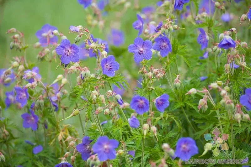 25+ Geranium Seeds - Pratense Variety - Geranium pratense - USA Grown, Non-GMO, Ideal for Garden Planting