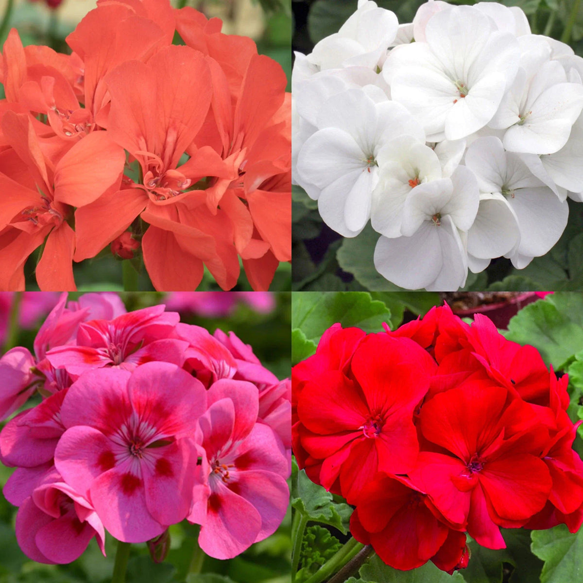 Geranium Seeds Mix - 20 Assorted Colors - Mosquito Repellent Perennial Bedding Flowers - Pelargonium spp.