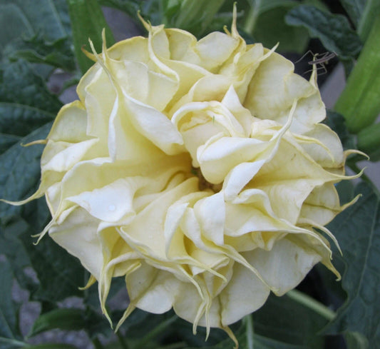 10 Angel Trumpet Seeds - DBL Lemon Rose - Brugmansia Datura - Exotic Flower Seeds for Garden Planting, USA Grown