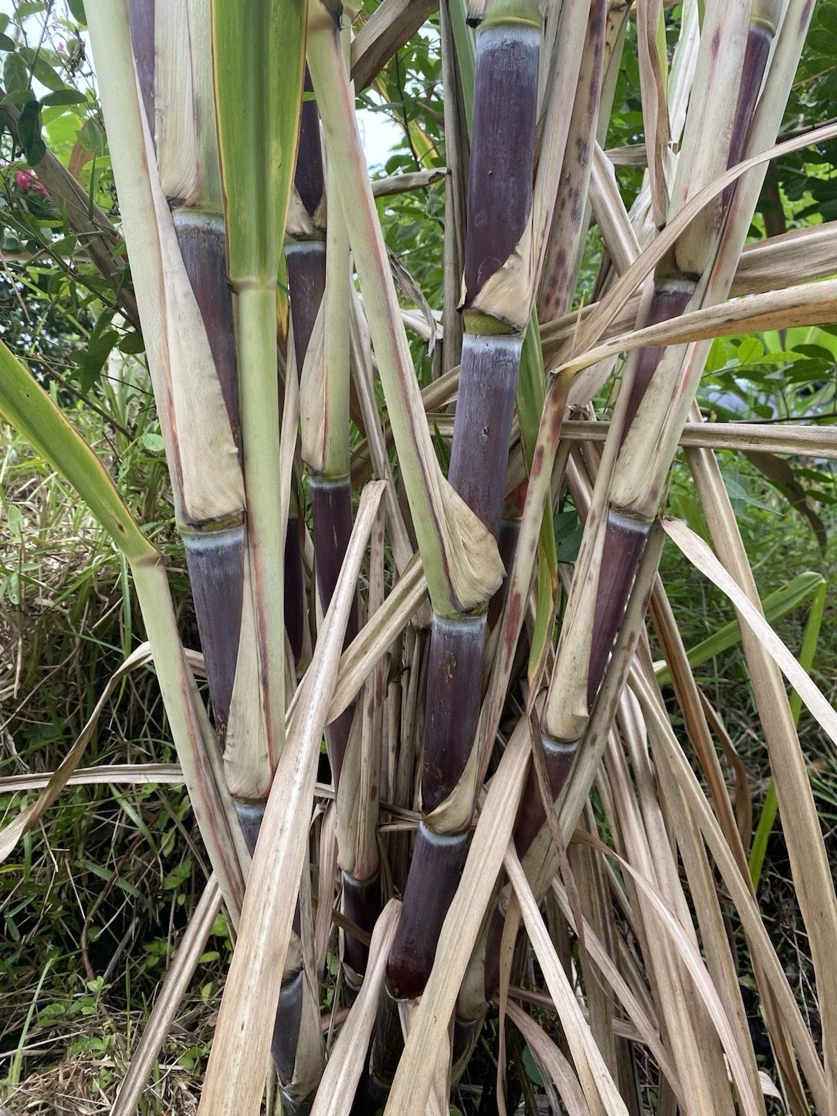 Sugar Cane Cuttings - 3 Large Organically Grown - Saccharum officinarum - Ideal for Tropical Gardens