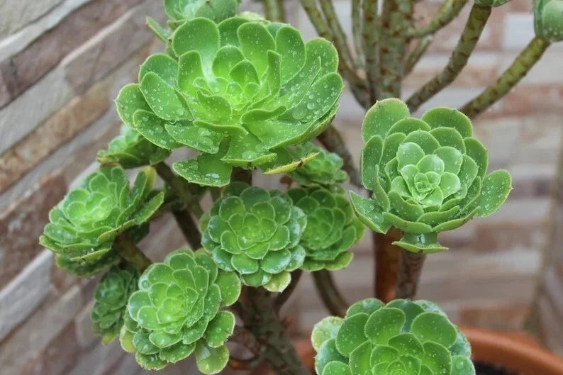 Aeonium Seed Mix - 100 Seeds - Succulent Varieties - Aeonium spp. - Low Maintenance, Drought-Tolerant Gardening