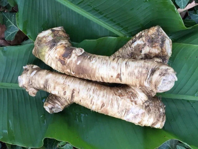 Bareroot Horseradish Root - 2 lbs Easy to Grow - Armoracia rusticana - Non-GMO Culinary Herb for Home Garden
