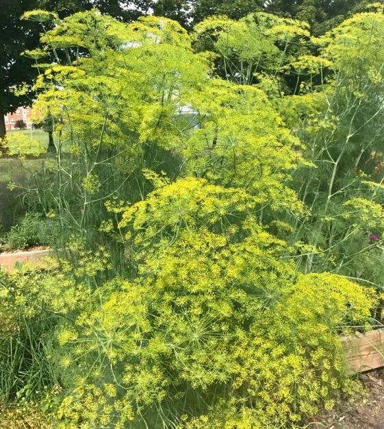 Dill Seeds - 200+ Organic Heirloom Long Island Mammoth - Anethum graveolens - Non-GMO Culinary Herb for Garden