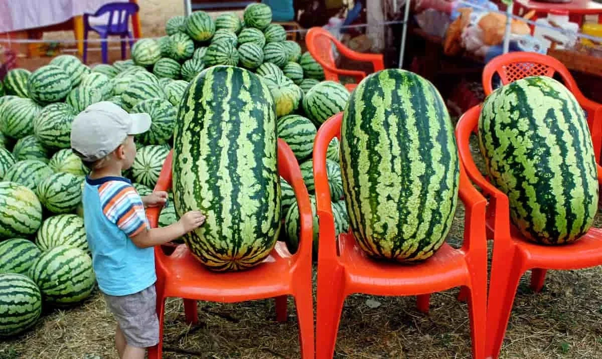 Congo Watermelon Seeds - 12 Pack - Organic Heirloom - Non-GMO Citrullus lanatus - Rare Sweet Variety for Home Garden