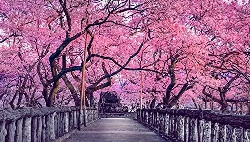 Sakura Tree Seeds - 10 Pack - Cherry Blossom - Prunus serrulata - Ideal for Outdoor or Bonsai Planting