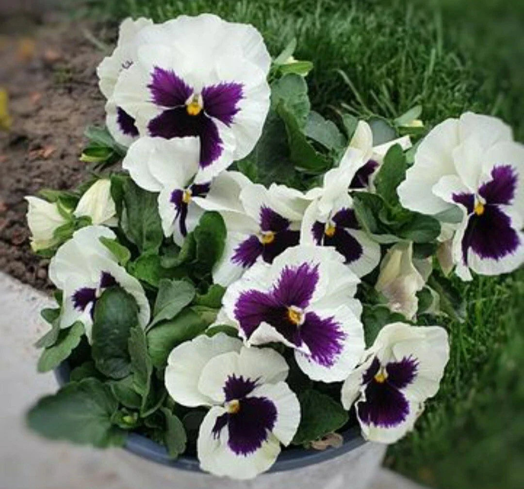 Pansy Flower Seeds 50 Count Silverbride Variety Viola tricolor var. hortensis - Lavender and Silver Blooms
