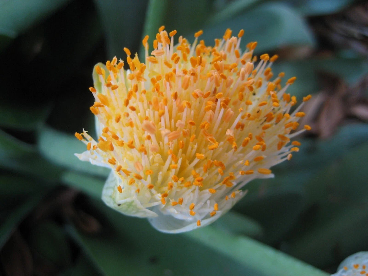 Haemanthus albiflos Bulb - Paintbrush Plant - Rare South African Flower - White Flowering Bulb for Garden or Indoor Use