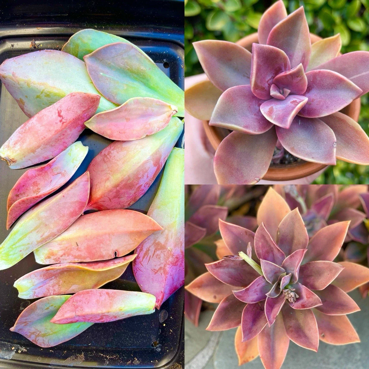 Graptoveria Fred Ives Succulent Plant - Rare Variety with 5 Large Leaves for Easy Propagation - Graptoveria 'Fred Ives'
