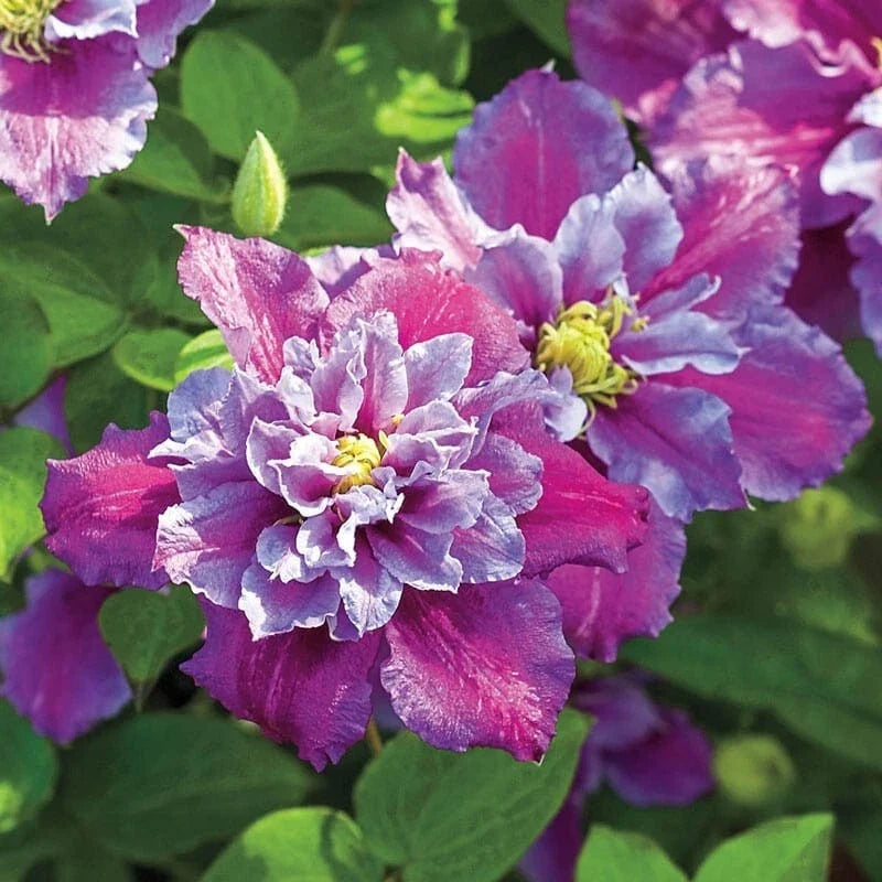 25 Piilu Clematis Seeds - Climbing Perennial with Pink & White Blooms - Clematis viticella - USA Seller