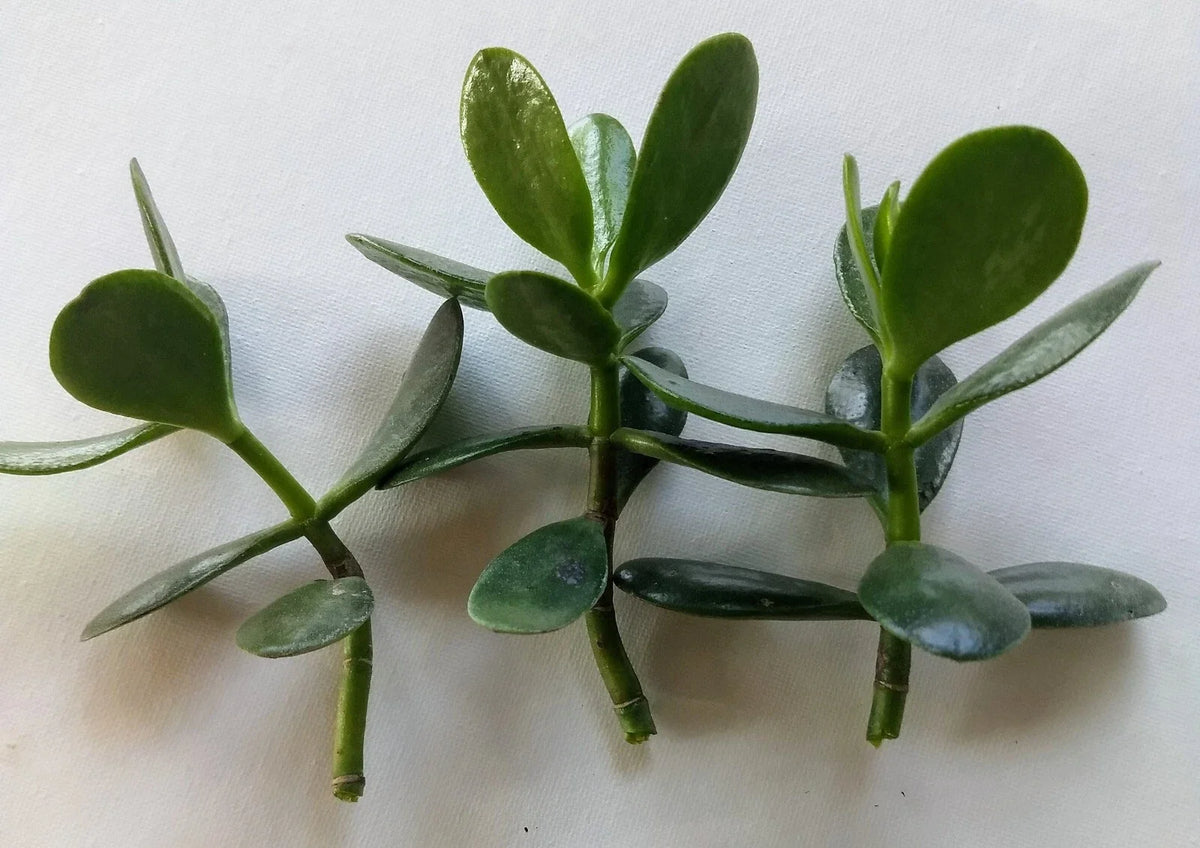 Jade Plant Cuttings - 3 Fresh Live Cuttings for Propagation - Crassula ovata - Easy Care Succulent for Indoor/Outdoor Use