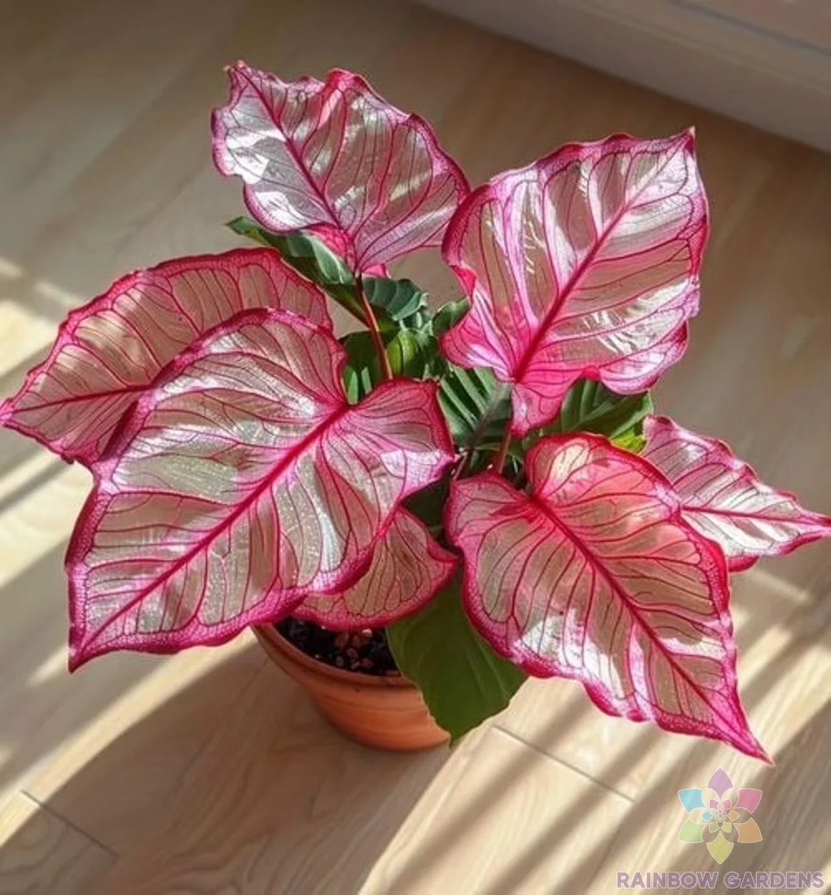 Coleus Seeds Pack of 25+ Pink Edged Variety Solenostemon scutellarioides Non-GMO for Garden Planting