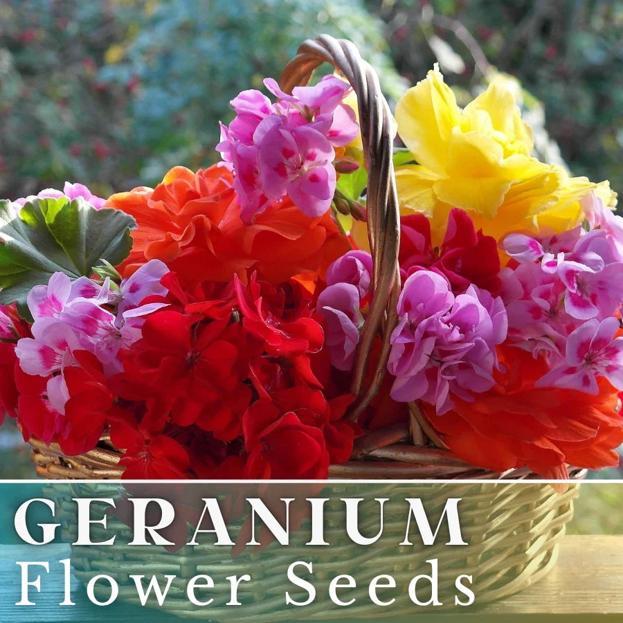 Geranium Seeds - 100+ Premium Non-GMO Luster Mix - Fragrant Flower Seeds - Pelargonium spp. for Gardening