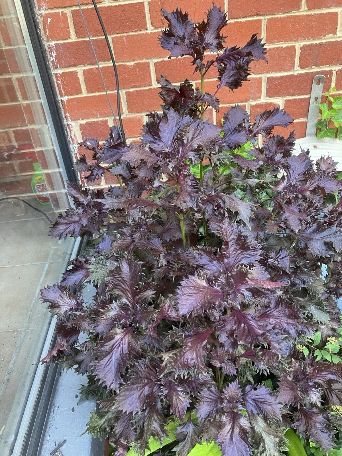 Rooted Shiso Perilla Plants - 8 Pack - Green Culinary Herb - Perilla frutescens - Perfect for Gardens & Cooking