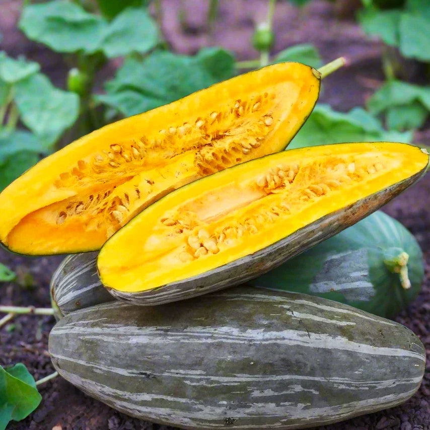 Guatemalan Blue Banana Squash Seeds | Pack of 10 | Heirloom Cucurbita maxima | Non-GMO | Flavorful Blue-Green Pumpkin Seeds