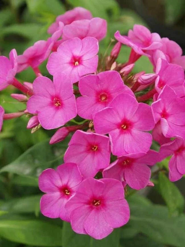Flame Phlox Seeds - 50 Perennial Flower Seeds for Butterflies - Phlox paniculata - Vibrant Red, Orange, Pink Blooms