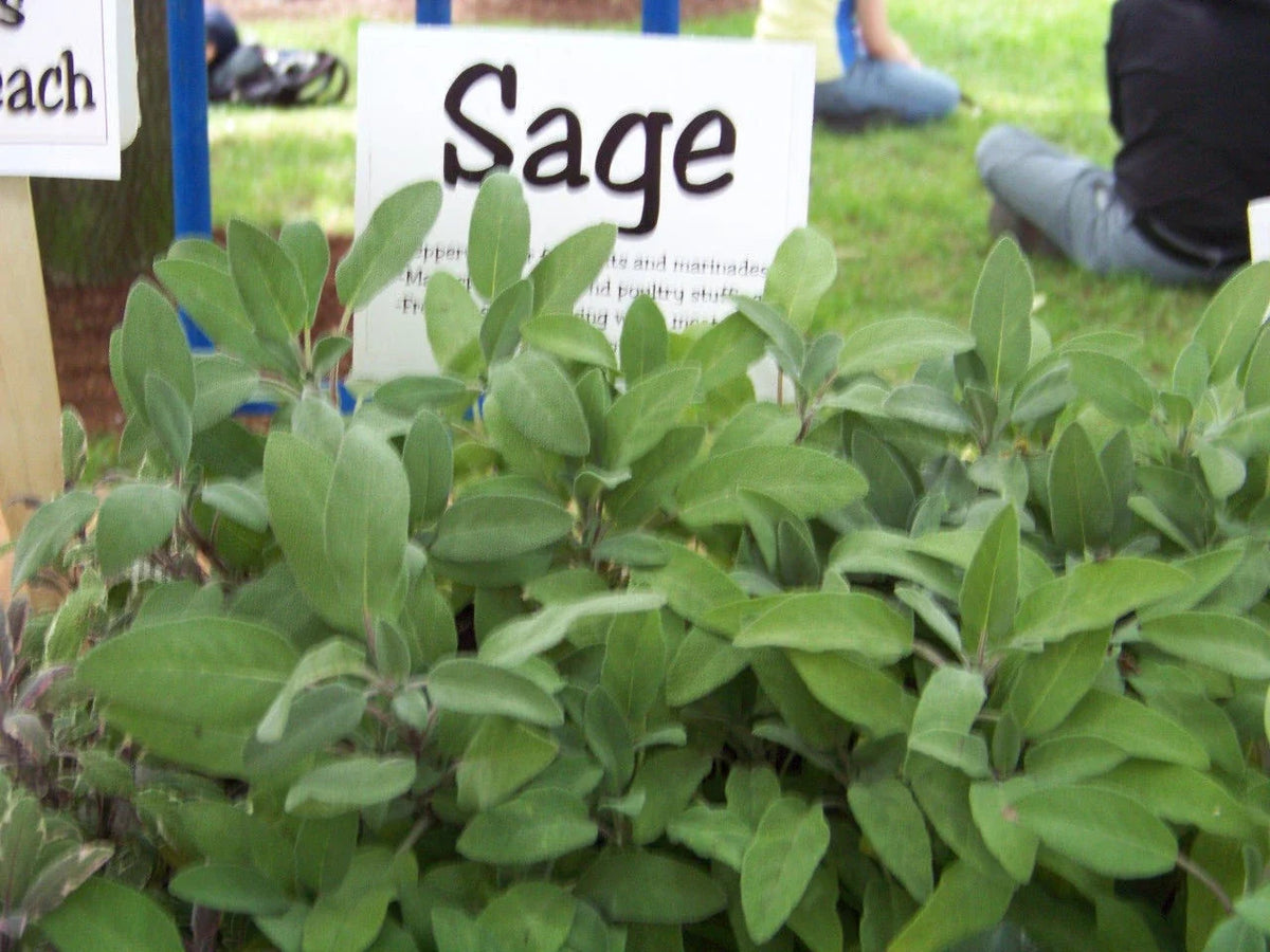 30 Seeds Sage Herb - Salvia Officinalis - Culinary & Medicinal Perennial Plant - Easy to Grow for Garden & Pollinators