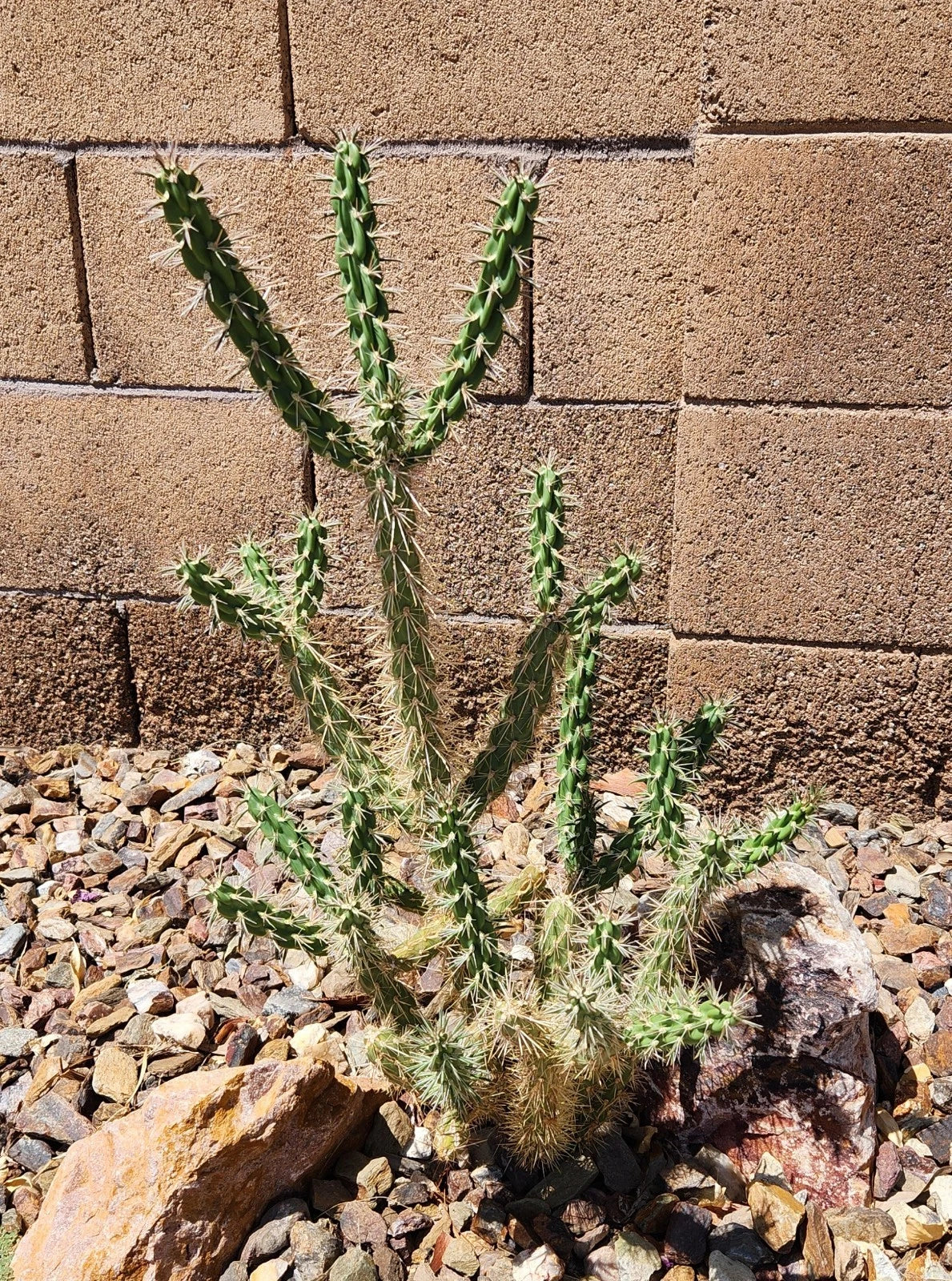 Cylindropuntia Imbricata Cutting - Live Tree Cholla Cactus - Drought-Tolerant Succulent from Grants NM - Unique Indoor/Outdoor Plant