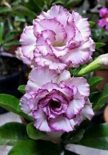 Desert Rose Seeds - 4 Pack Purple White Adenium obesum - Perennial Flower Seeds for Indoor Outdoor Gardening