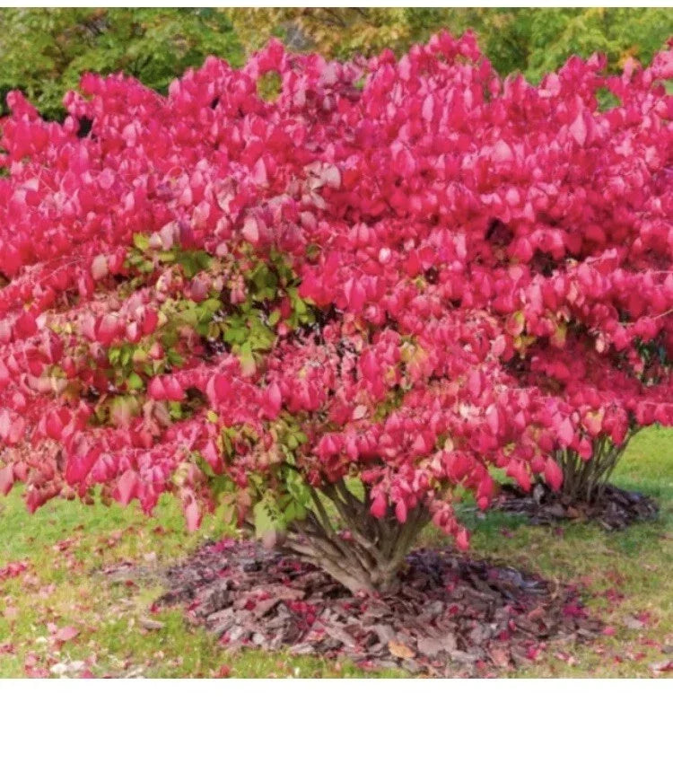 Dwarf Burning Bush Shrub - Live Plant - Bare Root 9”-12” - Euonymus alatus - Vibrant Fall Color for Small Gardens