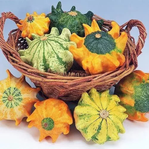 Crown of Thorns Gourd Seeds - 10 Seeds - Exotic Squash Cucurbita ficifolia - Unique Finger-Like Shape, Vibrant Colors