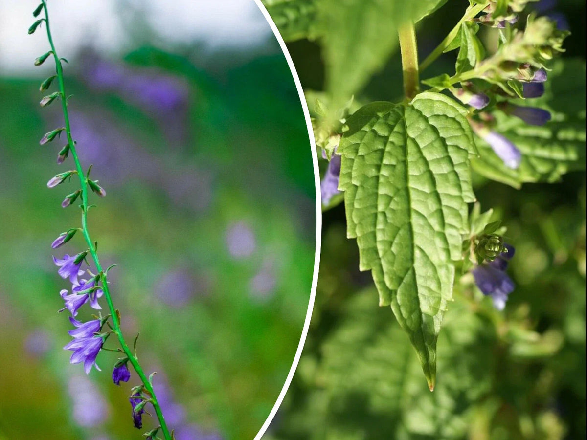 Skullcap Herb Seeds - 100+ Non-GMO Seeds - Medicinal Variety (Scutellaria lateriflora) - USA Seller