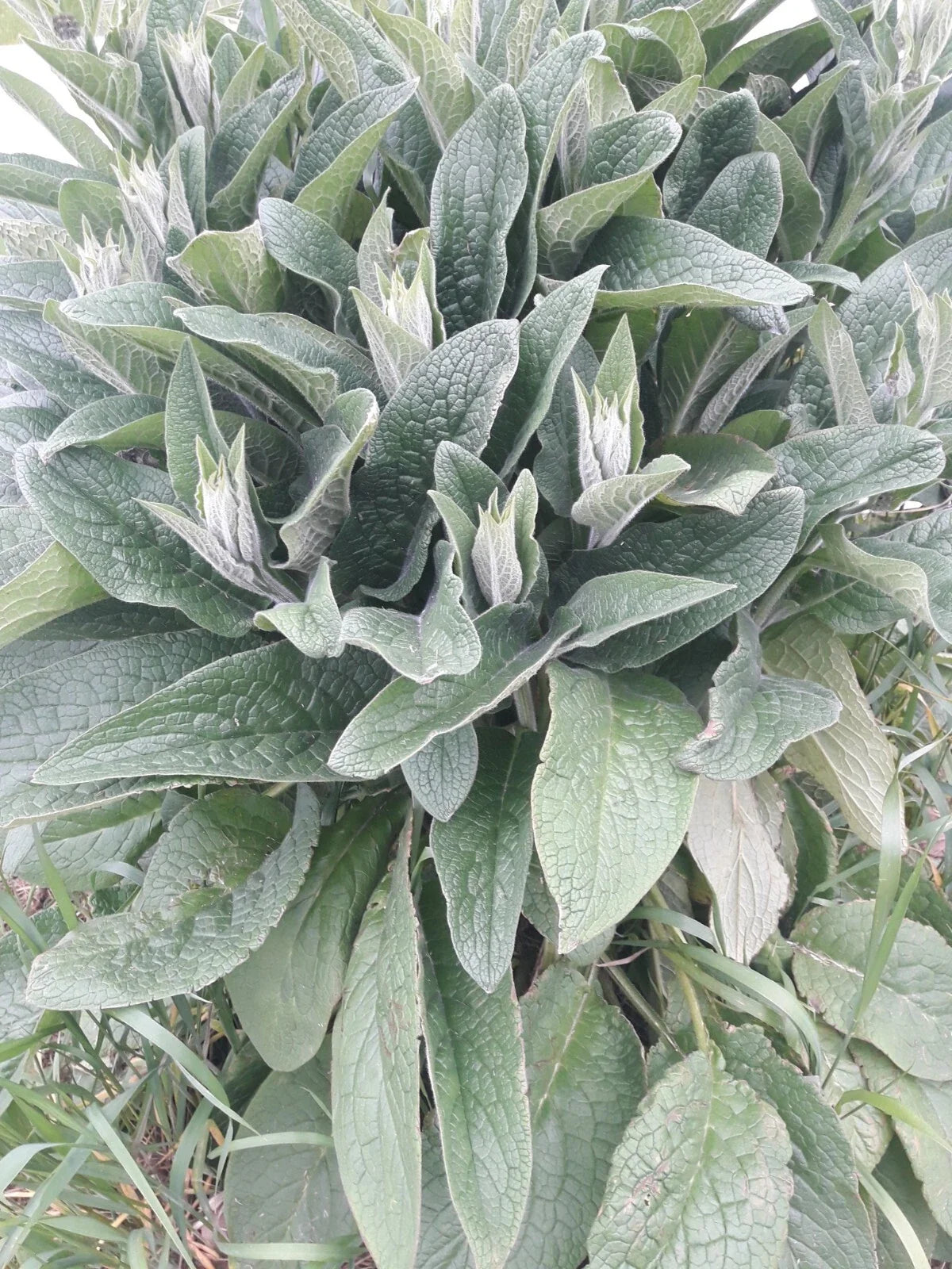Comfrey Root Cuttings 4 Pack Bocking 4 3-4" Roots Symphytum × uplandicum for Medicinal Herb & Soil Building