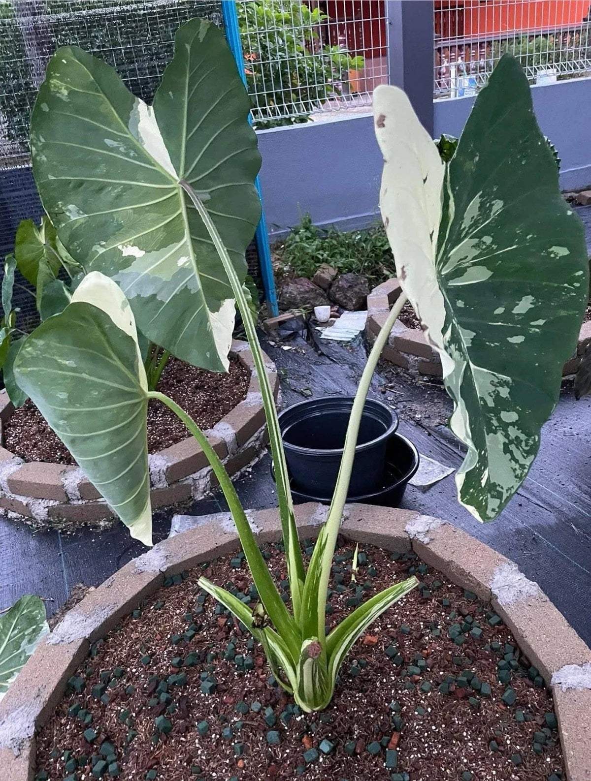 Elepaio Plant - Small Rooted Starter - Elephant Ear - Colocasia esculenta - Tropical Foliage for Indoor/Outdoor Gardens