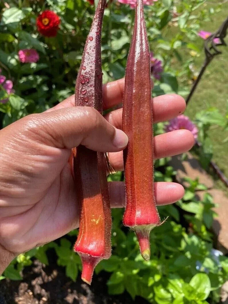 Red Burgundy Okra Seeds - 50+ Non-GMO Heirloom Seeds - Abelmoschus esculentus - Fresh Garden Vegetable Seeds
