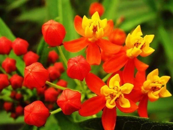 Milkweed Seeds - 100 Tropical Bloodflower Seeds - Asclepias curassavica - Monarch Butterfly Host Plant - Easy to Grow