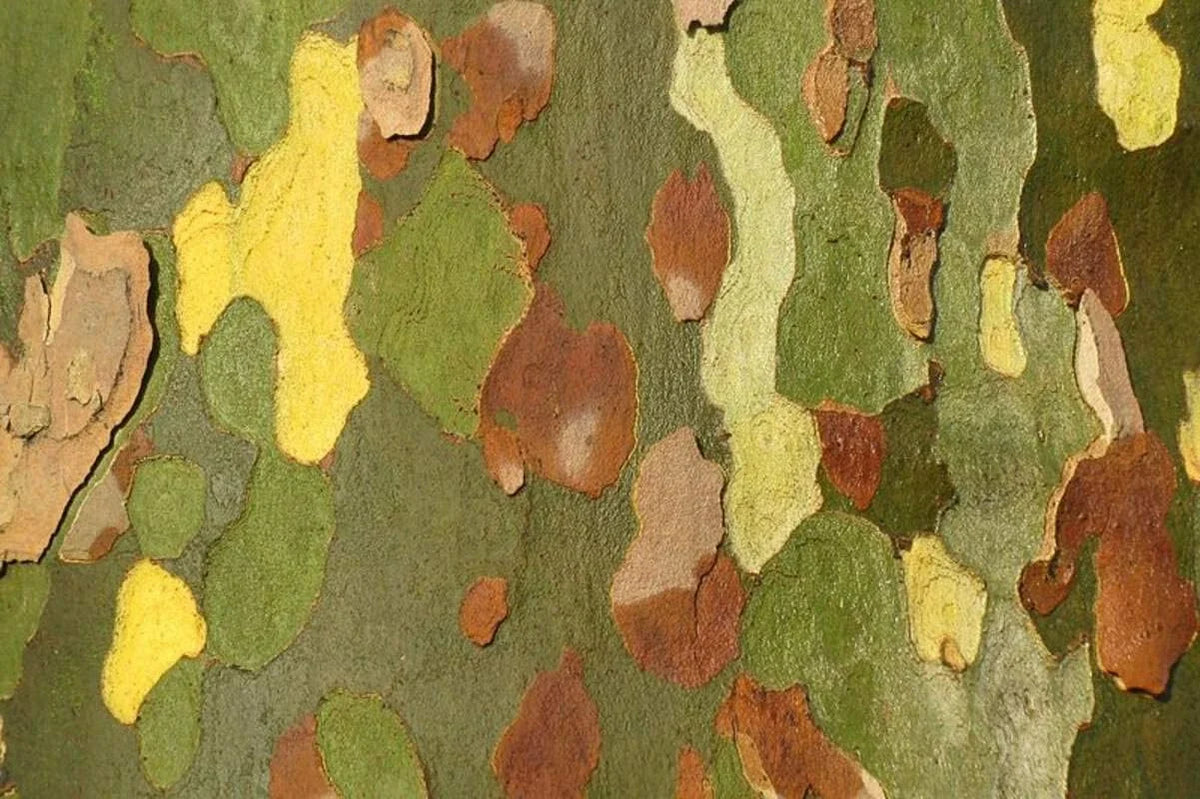 London Plane Tree Seeds - 50 Count - Platanus acerifolia - Exotic Bark for Planting - Shade Tree for Urban Gardens