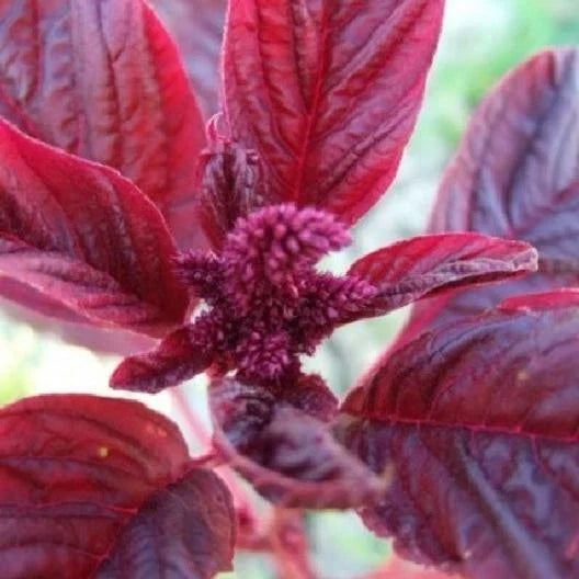 Amaranth Microgreens Seeds - 1000 Non-GMO Red Garnet - Amaranthus cruentus - Edible, Easy to Grow for Salads and Cooking
