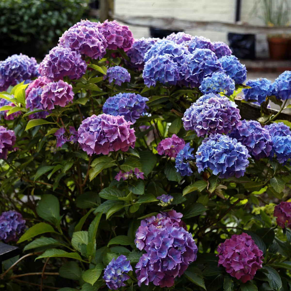 Penny Mac Hydrangea Live Plant 6+ Inch Bare Root Reblooming Hydrangea macrophylla Shade Hardy Zones 5-9