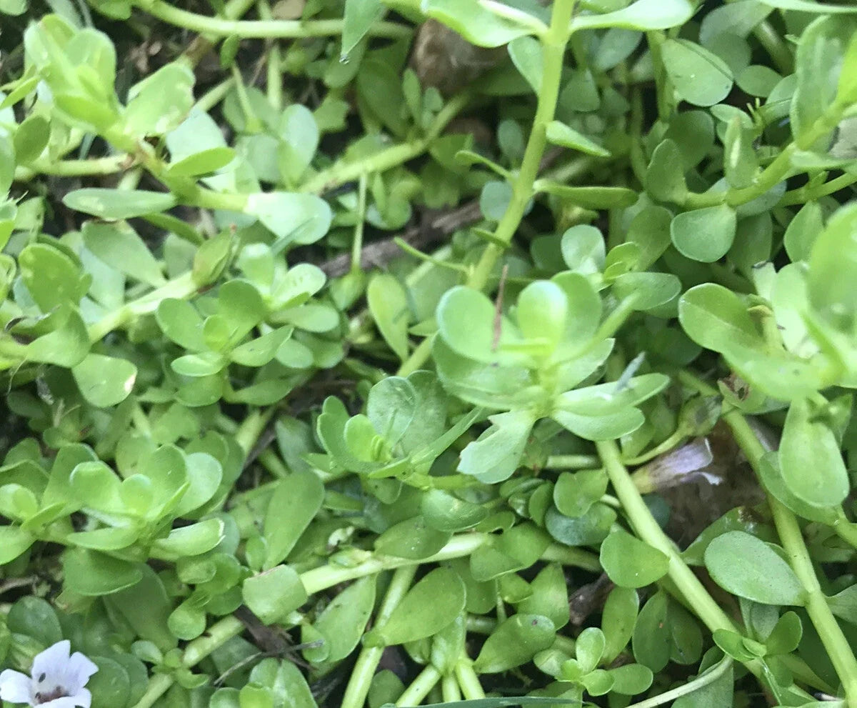 Live Bare Root Aquatic Plant - 20 Pack Bacopa Monnieri Brahmi Water Hyssop - Ideal for Ponds, Aquariums, and Water Gardens