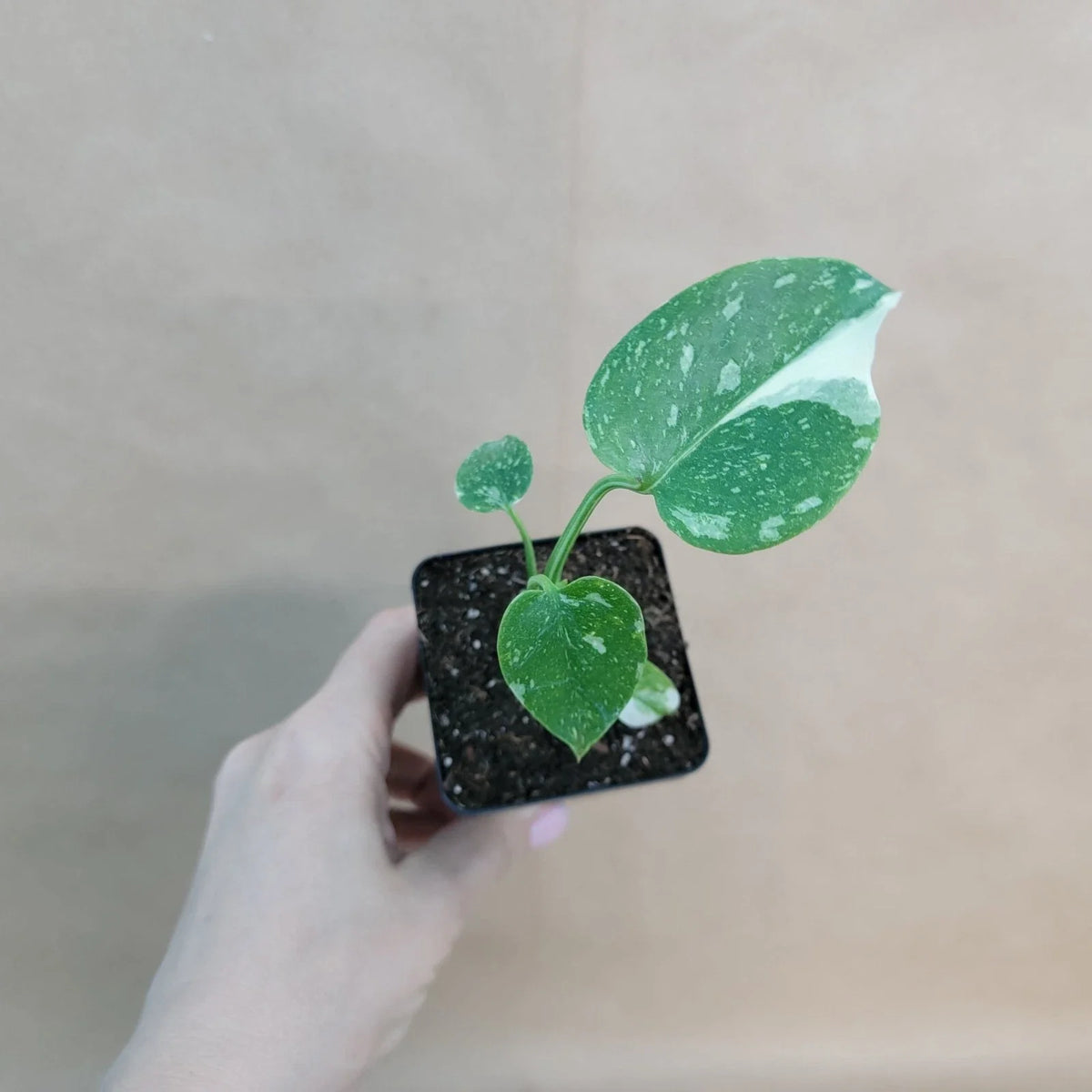Monstera Thai Constellation 3" Pot | Rare Variegated Houseplant | Monstera Deliciosa Variegata | Unique Indoor Plant