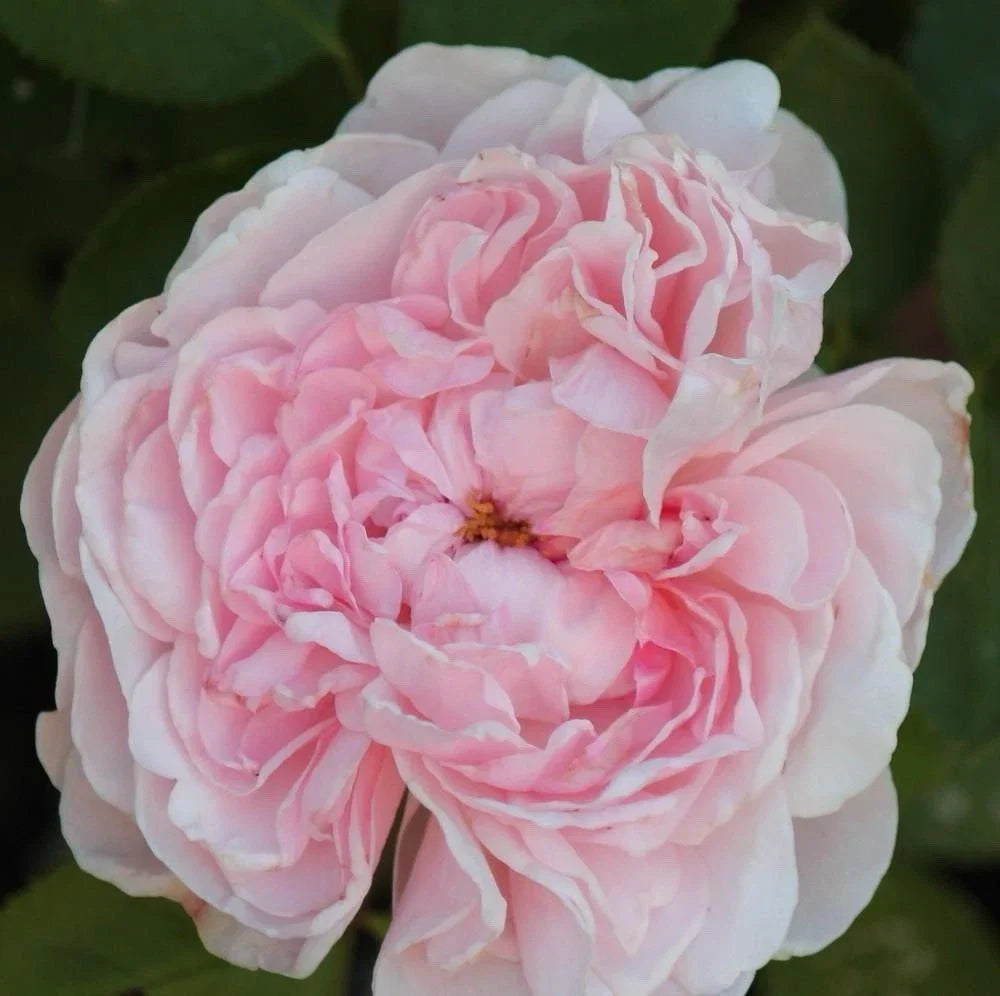 Climbing Rose Cuttings - 3 Unrooted 6" Auswith Variety - Rosa 'Auswith' - Fragrant Blooms for Garden Trellises and Arbors