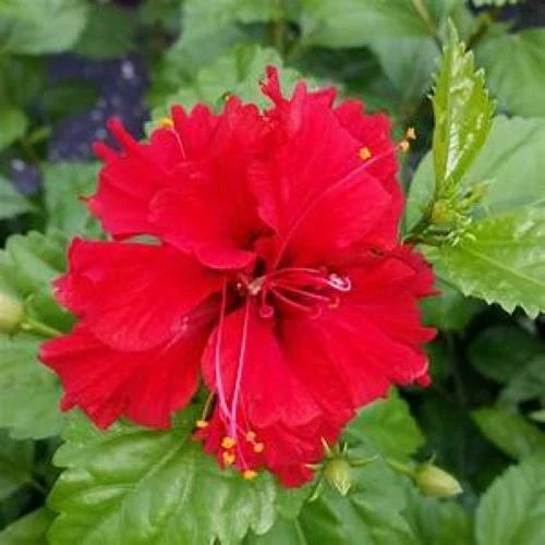Tropical Hibiscus Starter Plant - 4-Inch Pot - Pride of Hankins Red - Hibiscus rosa-sinensis - Triple Red Bloom